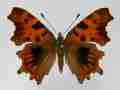 Polygonia c-album (cold shock abb 1) (Internet Image property of respective owner, non-commercial use only)